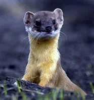 weasel