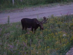 MorningMooseVisit2