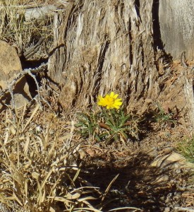 LittleYellowFlowerGarden