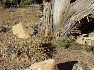 YellowFlowerGarden