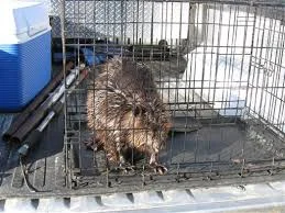 WillardBeaverInCage