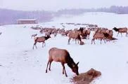 feeding elk