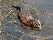 swimmingmuskrat