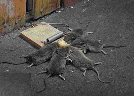 SeveralTrappedRats