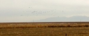 SnowGeese