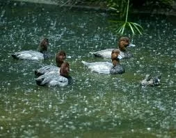 ducksinrain