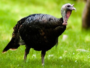 WildTurkey