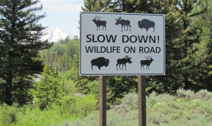 GTNP Wildlife sign