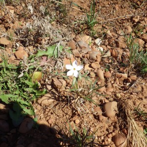 MountainFlower copy