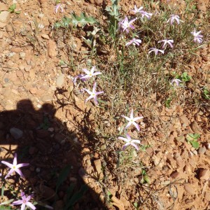 PurpleStarfishFlowers copy