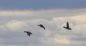 three-flying-ducks