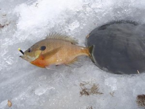 ice_fishing_043--wp.246215306_std