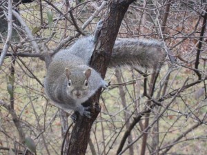 SquirrelInTree