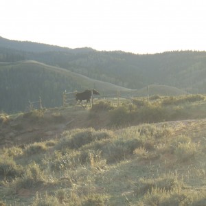 MooseOnMonument copy