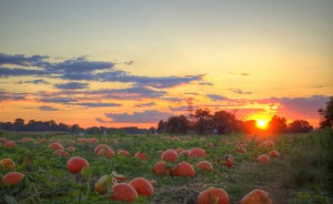 Pumpkins-Sunset-Pumpkin-Patch